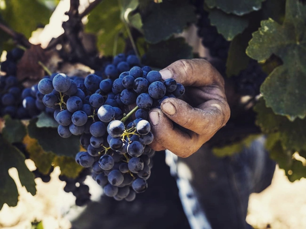 Μη σε ξινίζει που είναι μαύρο!