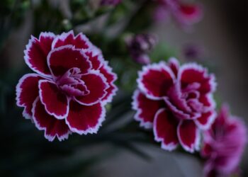 Η τοπική μας χλωρίδα, πλούτος μοναδικός και αναντικατάστατος