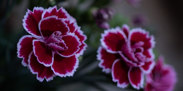 Η τοπική μας χλωρίδα, πλούτος μοναδικός και αναντικατάστατος