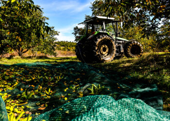 Καρύδια…ο μαγικός καρπός