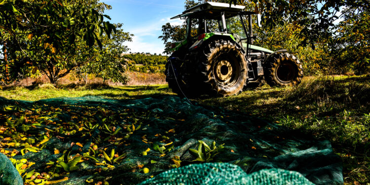 Καρύδια…ο μαγικός καρπός