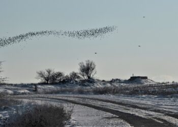 Τα Ζώα στην Καθημερινότητα των Ανθρώπων του Βοϊου
