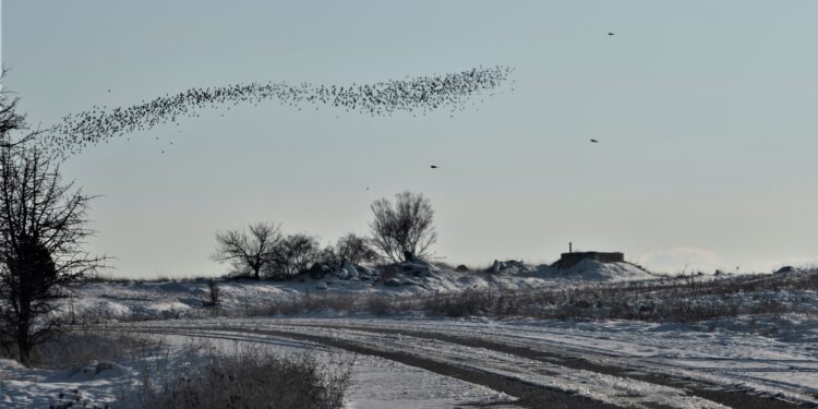 Τα Ζώα στην Καθημερινότητα των Ανθρώπων του Βοϊου
