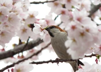 Το Έθιμο του ΄΄Μάρτη΄΄