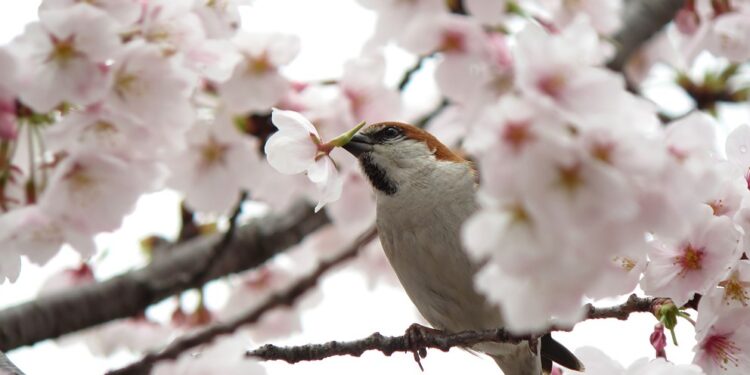 Το Έθιμο του ΄΄Μάρτη΄΄