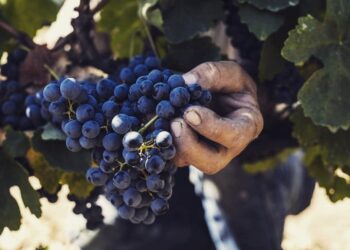 Πάμε στη Σιάτιστα για ένα ποτήρι καλό κρασί