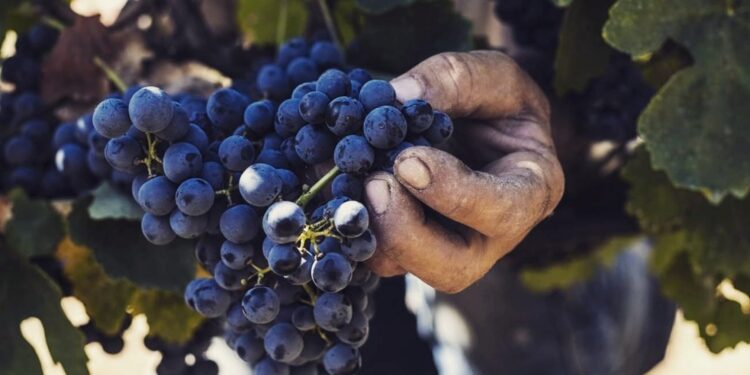 Πάμε στη Σιάτιστα για ένα ποτήρι καλό κρασί