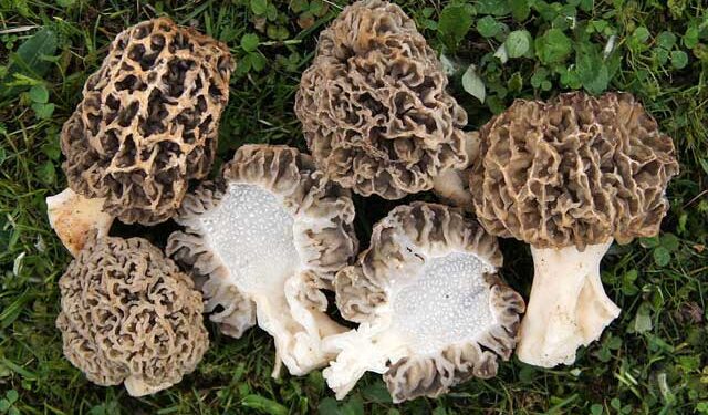 Μανιταροδιαδρομές στο Άνω Βόιο . Ανακαλύψτε τα μανιτάρια   Κριμήνι