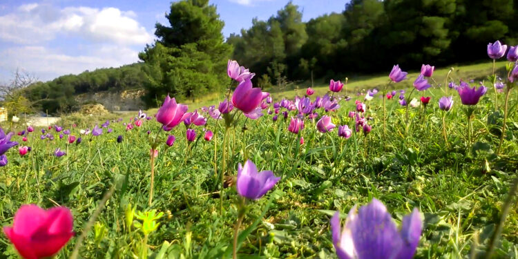 Τώρα Μαιά τώρα δροσιά, τώρα το καλοκαίρι